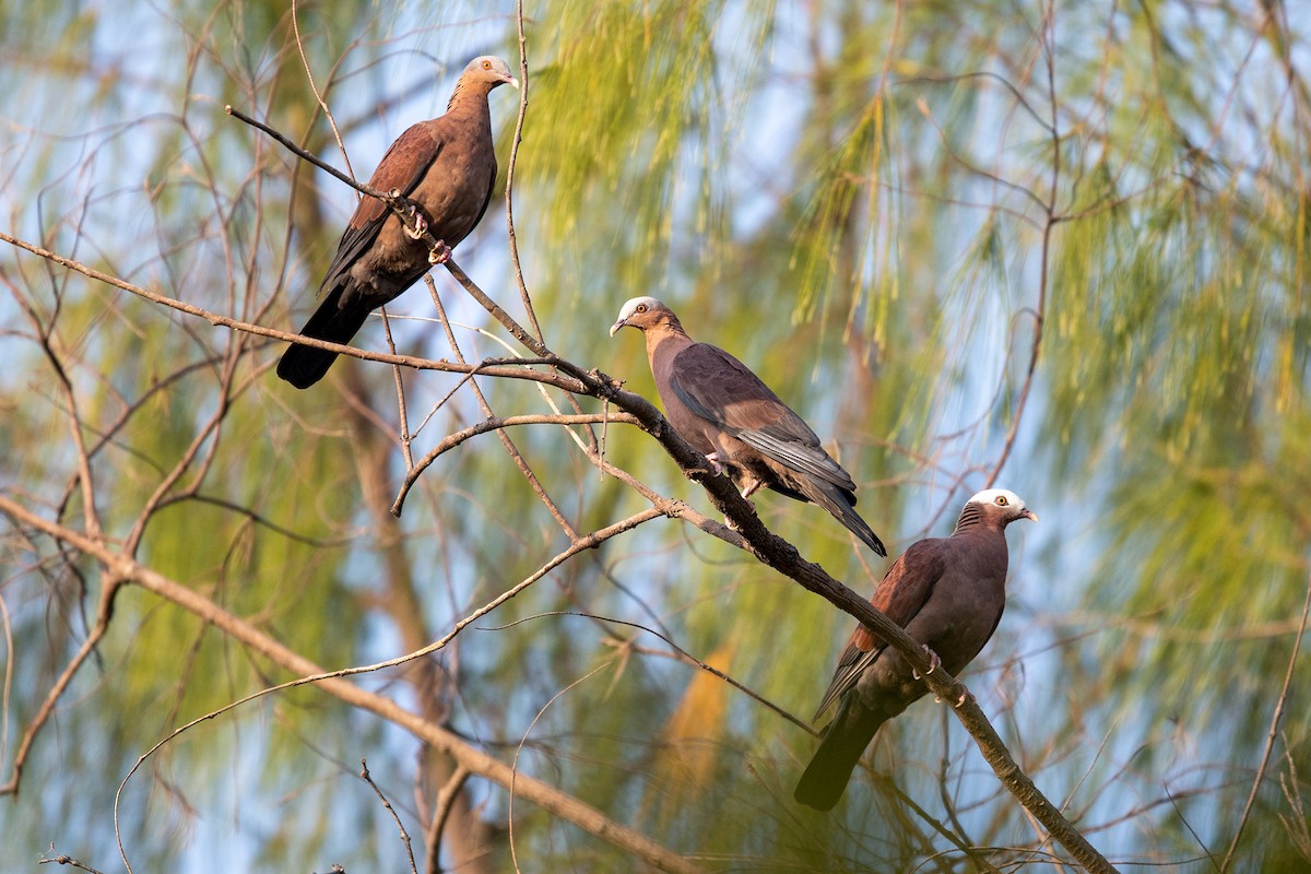 Pale-capped Pigeon - Pittch Suntichitrungruang