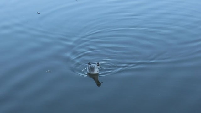 Phalarope à bec large - ML279080331