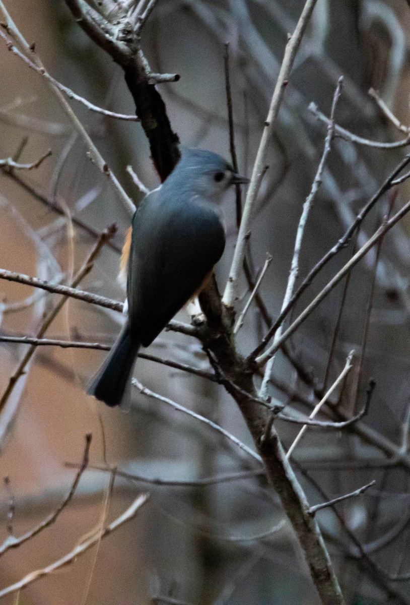 Tufted Titmouse - Steven Williams