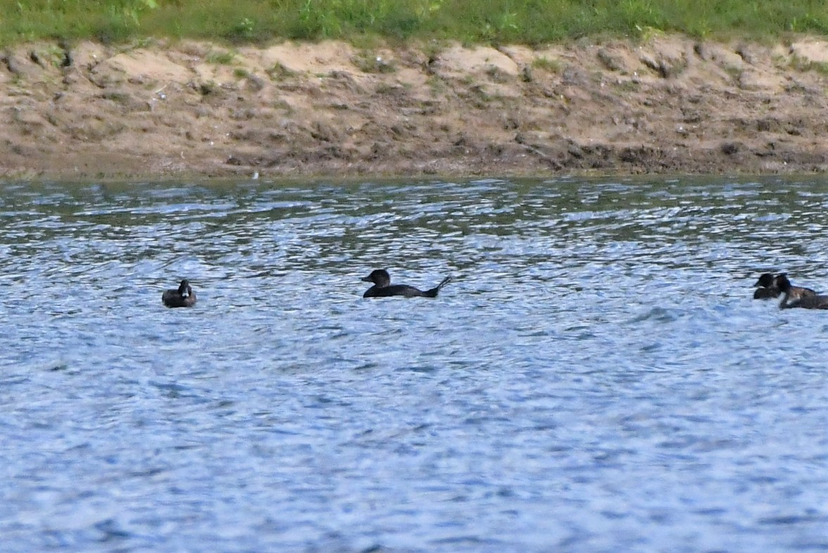 Musk Duck - ML279081091