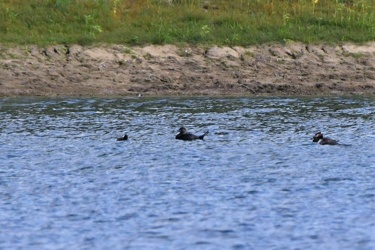 Musk Duck - ML279081101