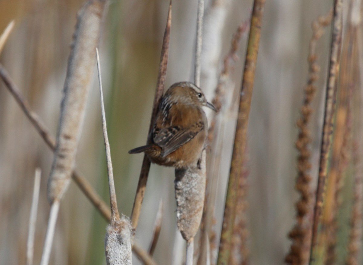 Marsh Wren - Jason Fidorra