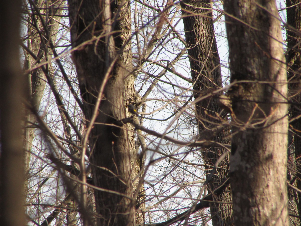 キヅタアメリカムシクイ - ML27908121