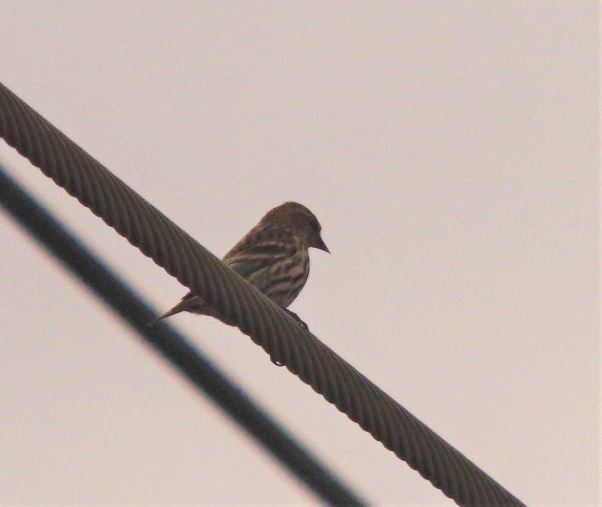 Pine Siskin - ML279082401