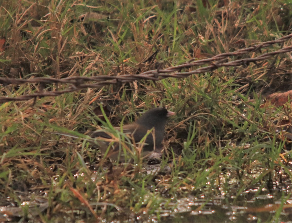 Dark-eyed Junco - ML279082491