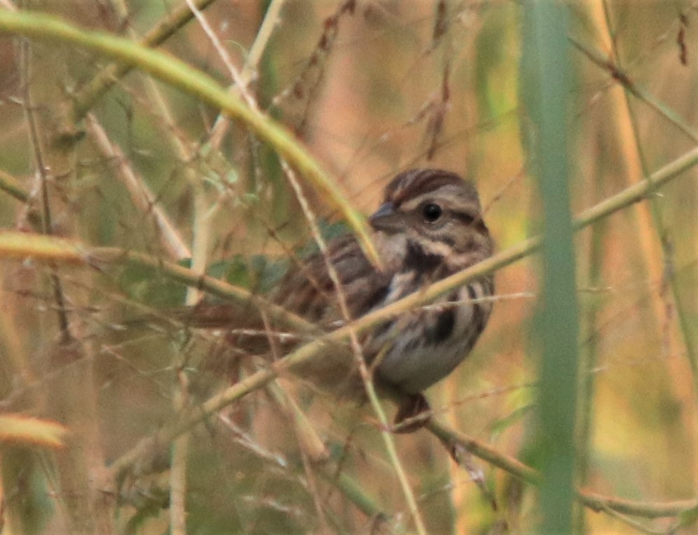 Song Sparrow - ML279084081