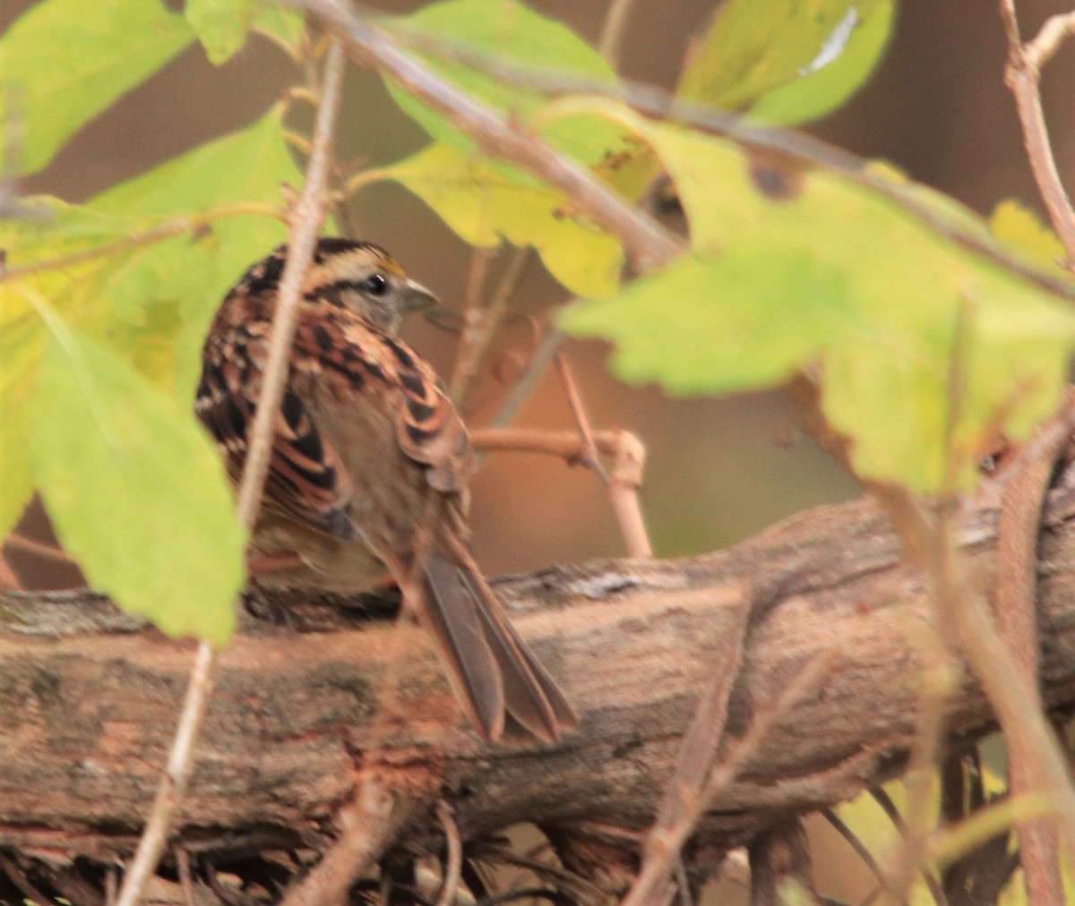 White-throated Sparrow - ML279084121
