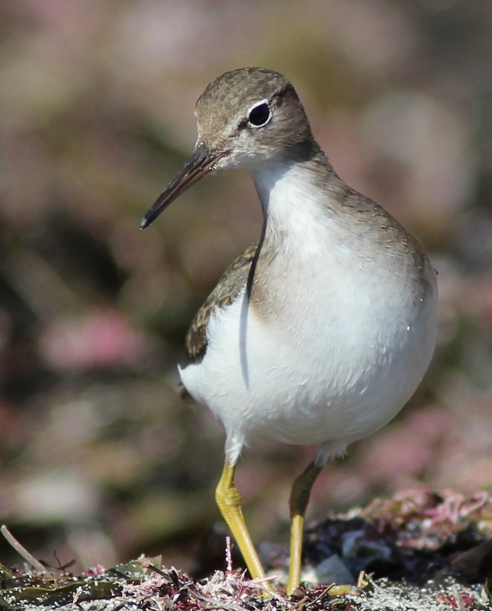 Spotted Sandpiper - ML279084301