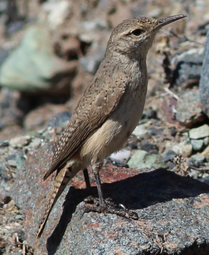 Rock Wren - ML279084621