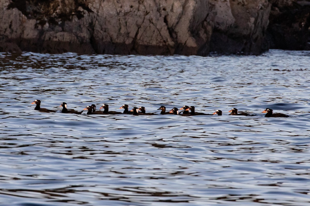 Surf Scoter - ML279084691