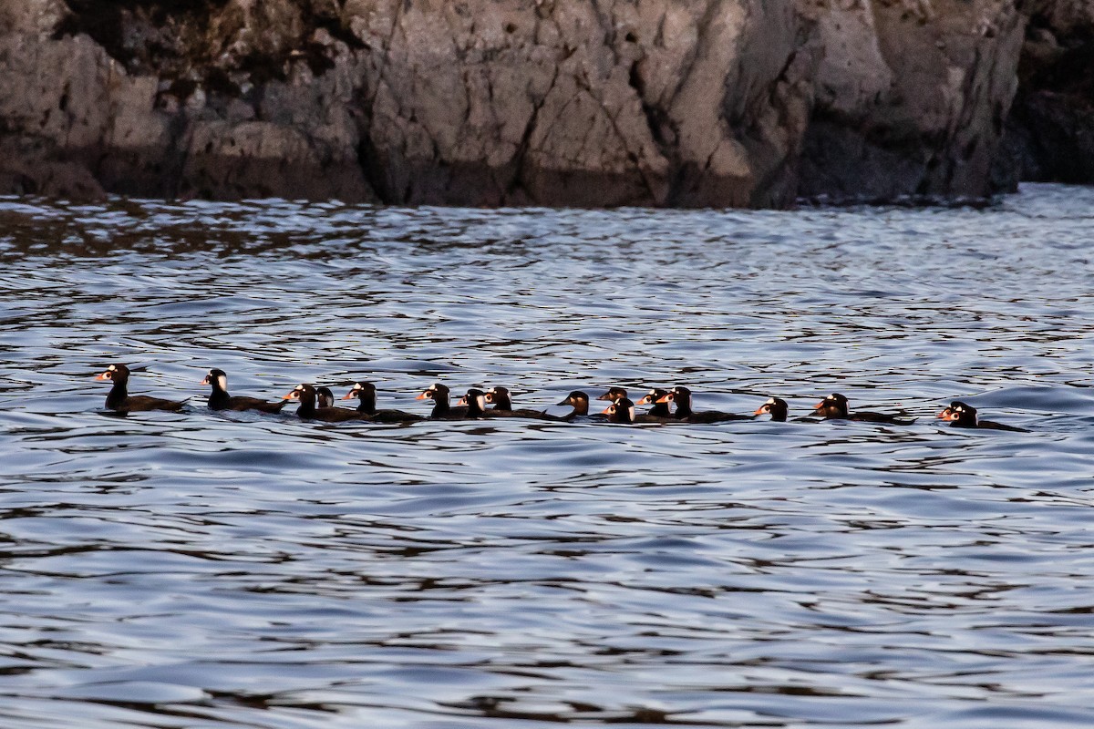 Surf Scoter - ML279084781