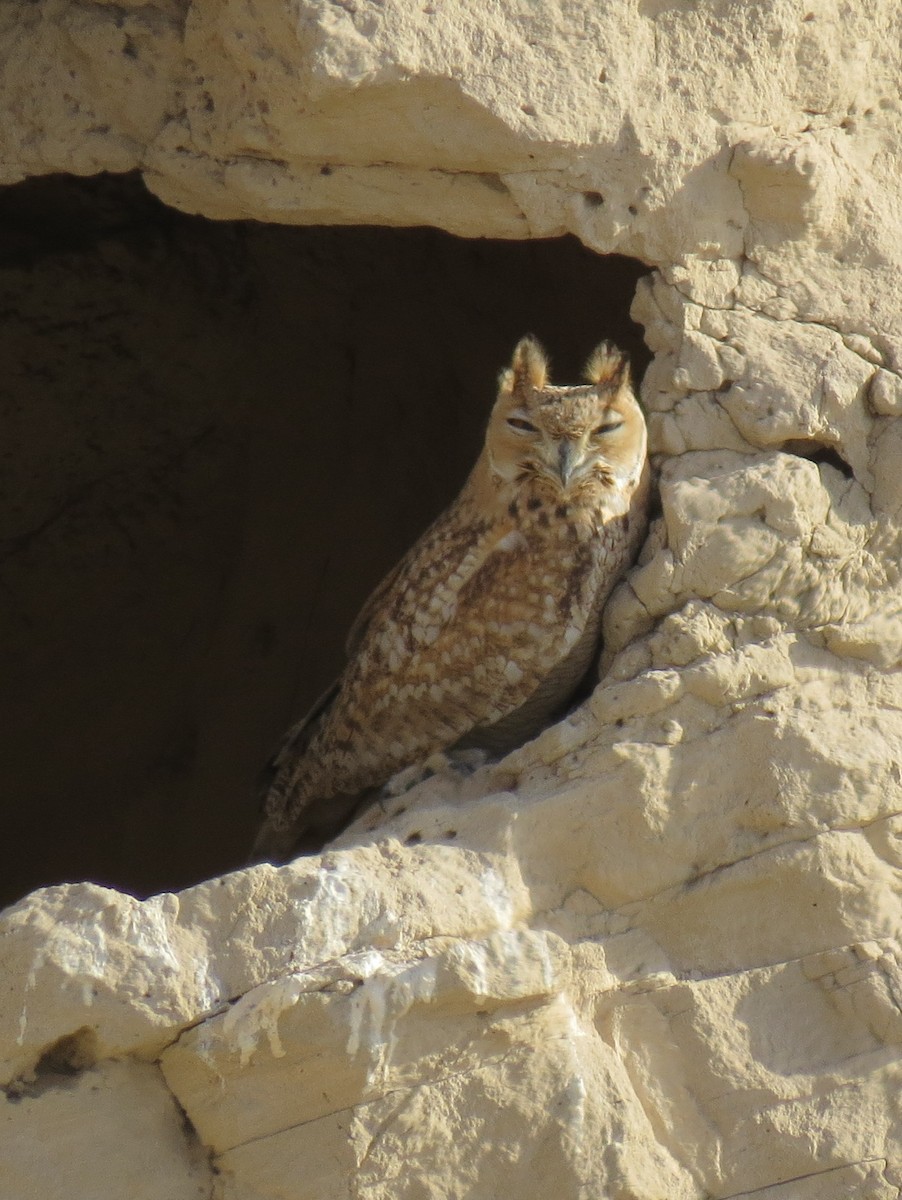 Pharaoh Eagle-Owl (Desert) - Mark Smiles