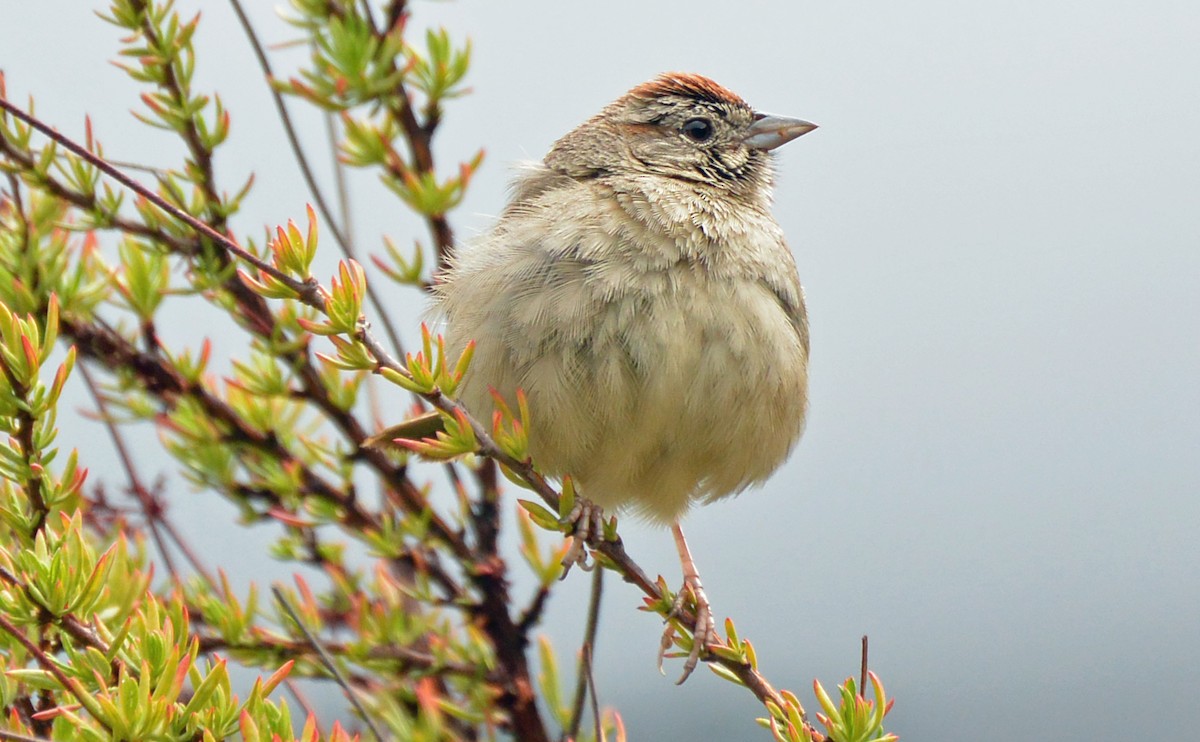 Rufous-crowned Sparrow - Amy McDonald