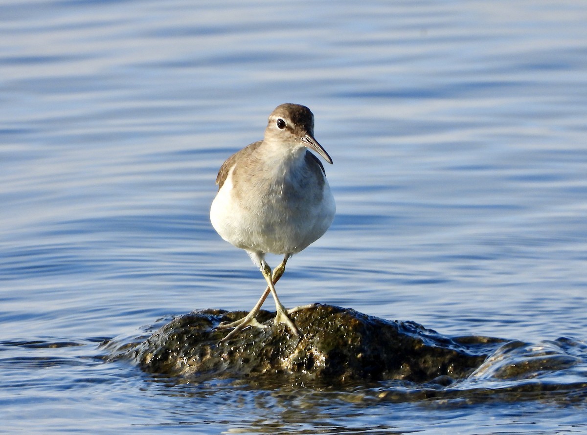 Spotted Sandpiper - Wendy Milstein