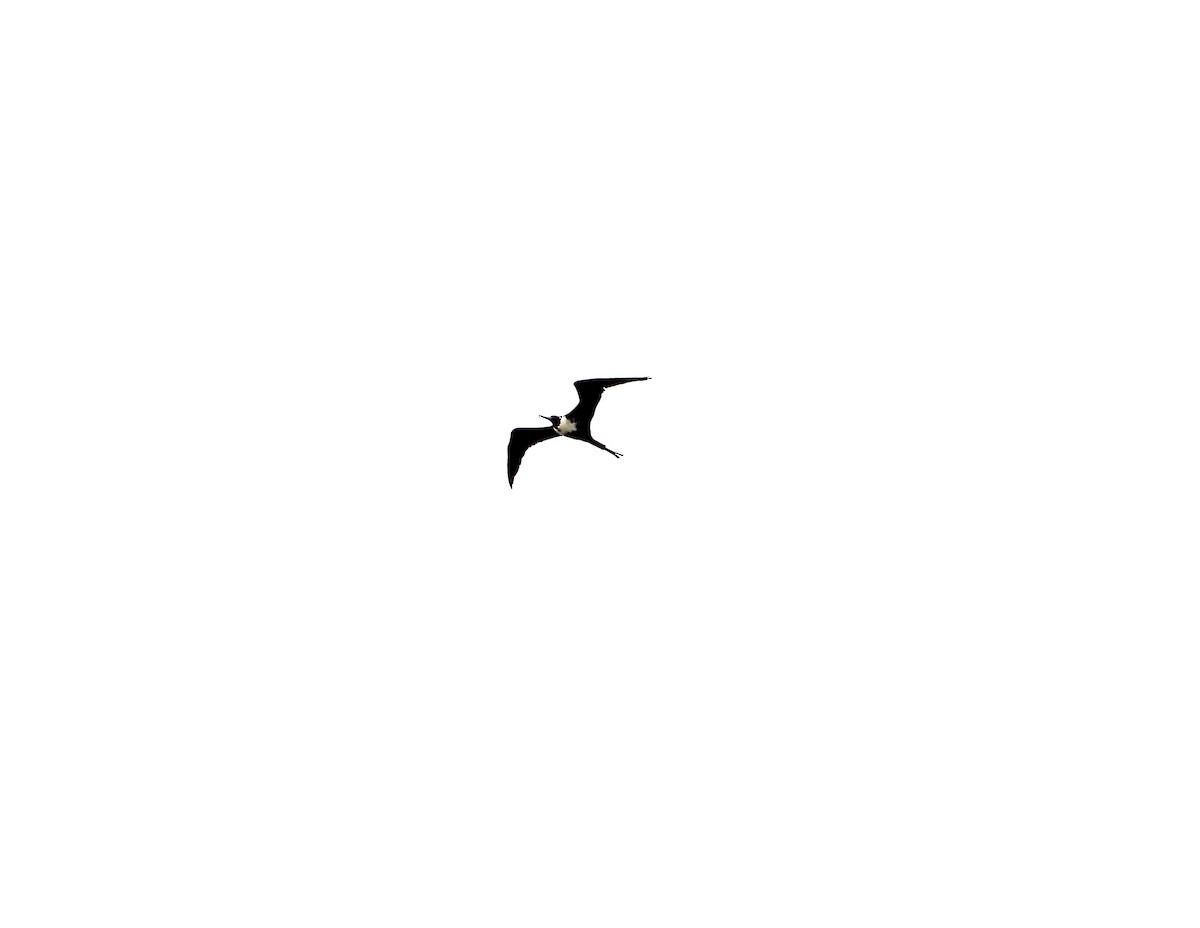 Magnificent Frigatebird - ML279087341