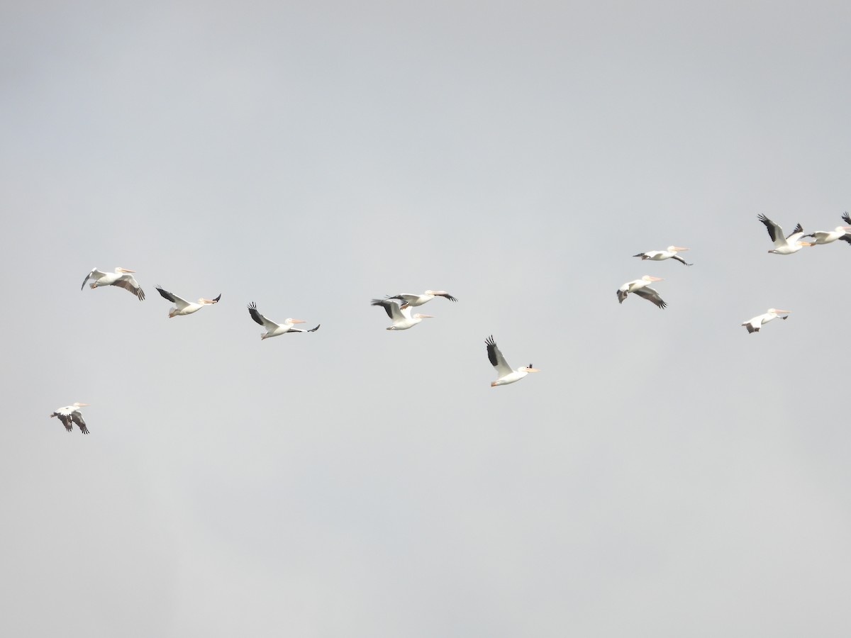 American White Pelican - ML279087411