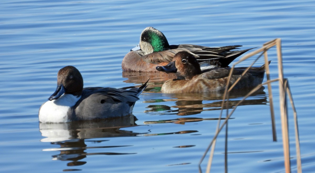 Ring-necked Duck - ML279087431