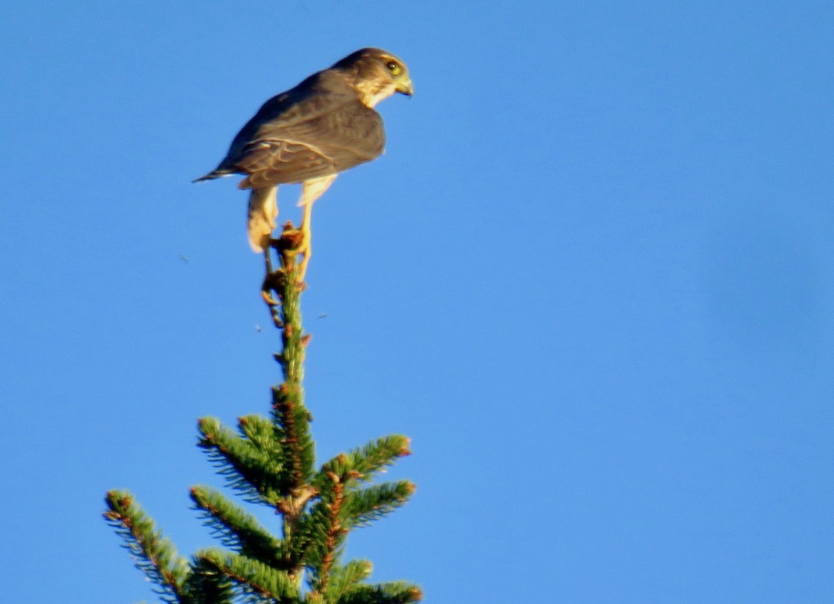 Merlin - ML279087751
