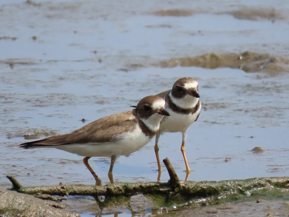 Semipalmated Plover - ML279089581