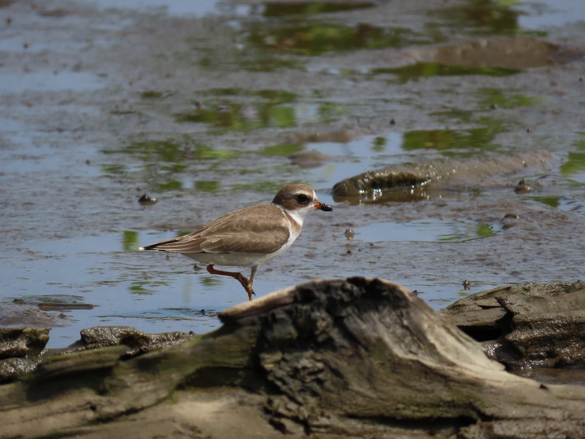 Semipalmated Plover - ML279089721