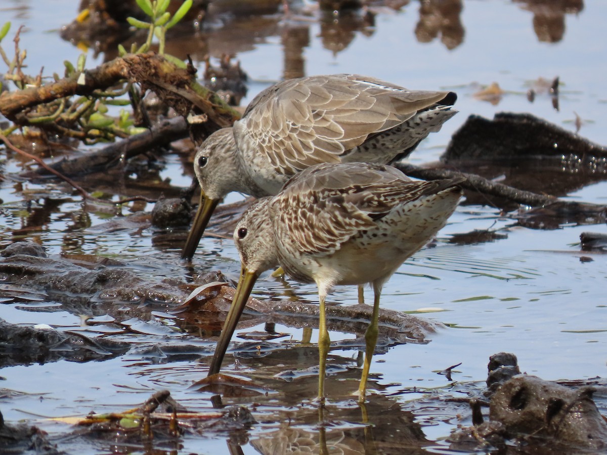 Short-billed Dowitcher - ML279089801