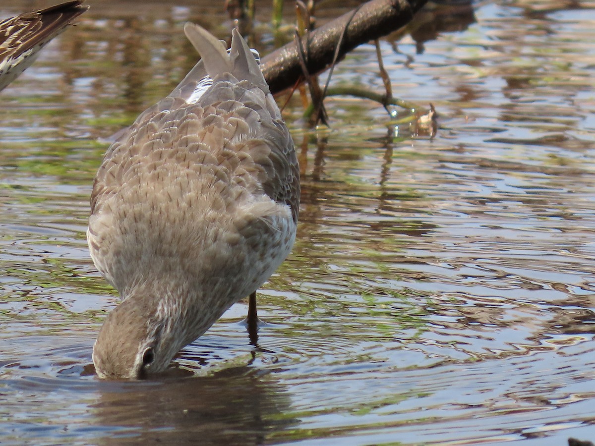 Short-billed Dowitcher - Anuar Acosta