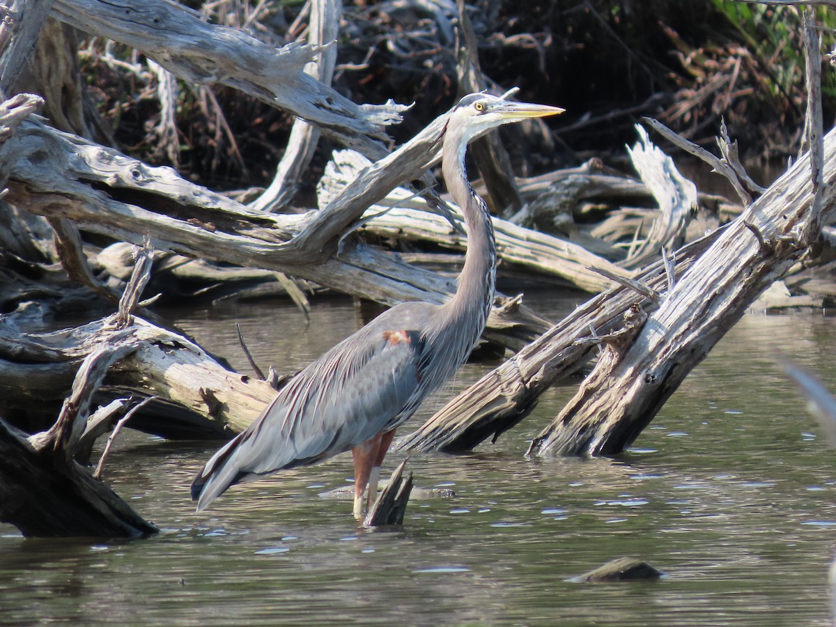 Great Blue Heron - ML279089961