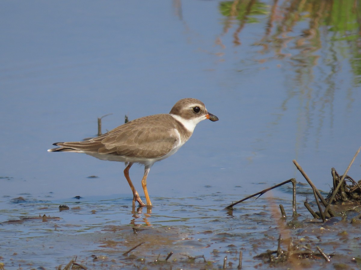 Semipalmated Plover - ML279090501