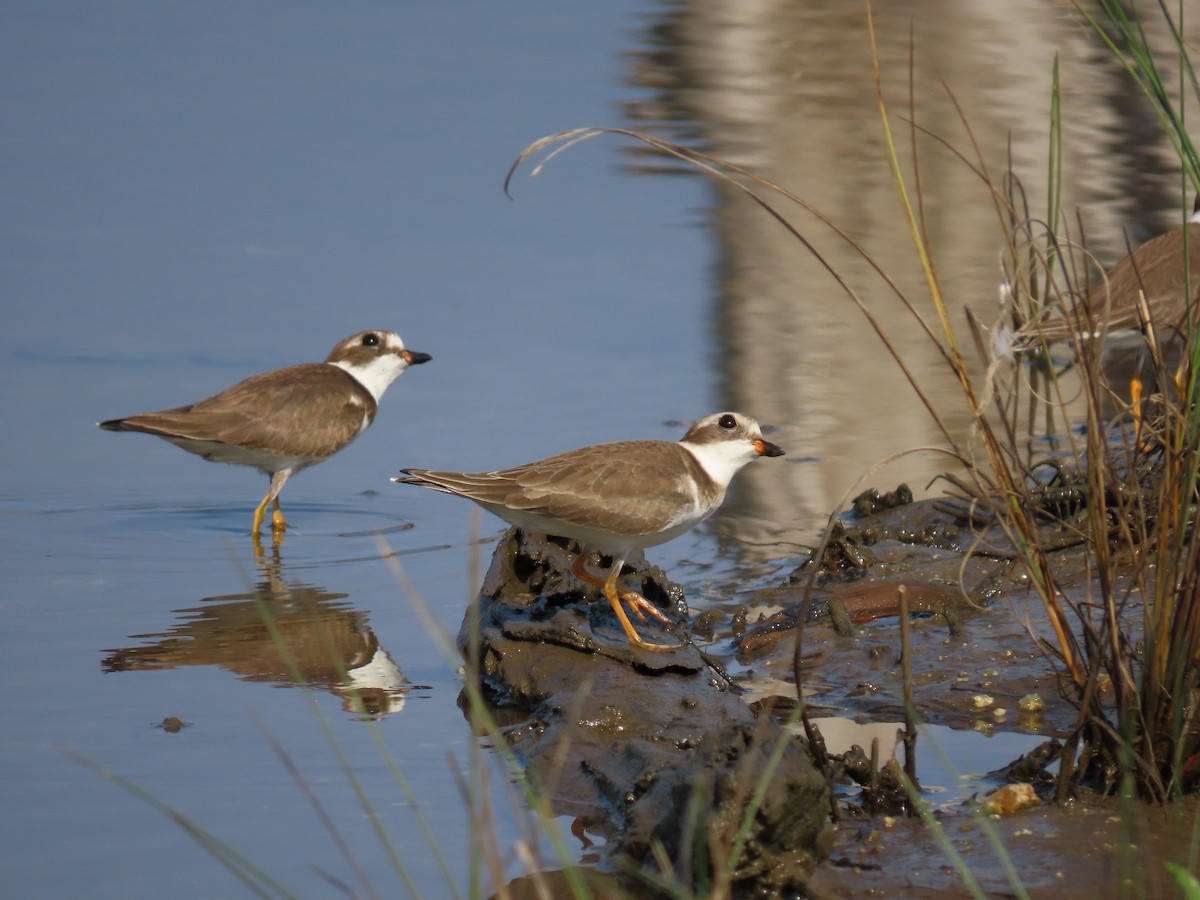 Semipalmated Plover - ML279090521
