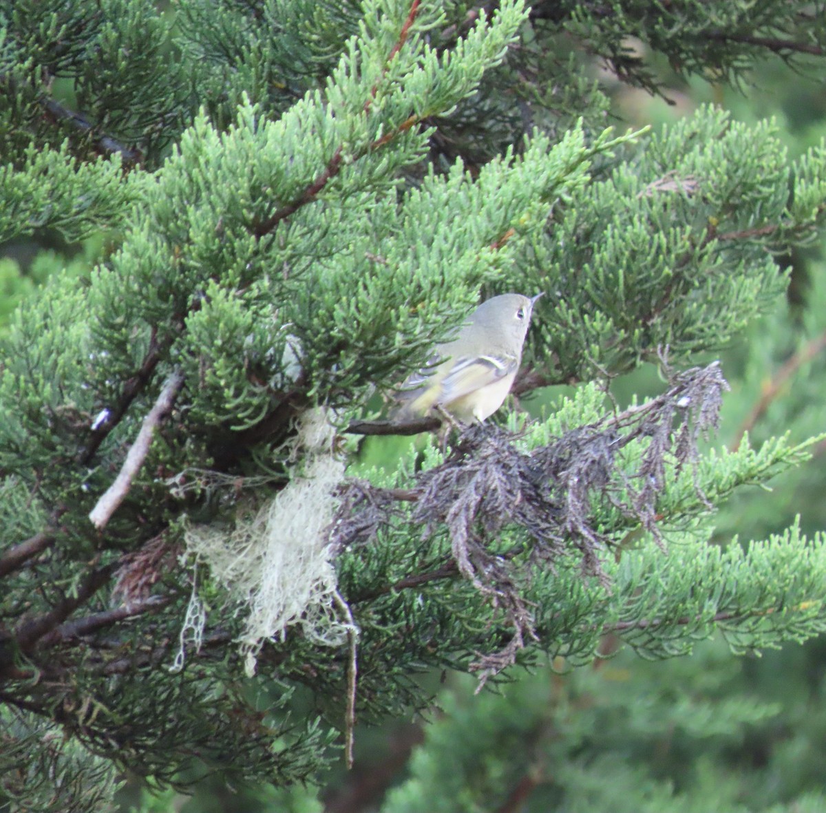 Ruby-crowned Kinglet - ML279090951