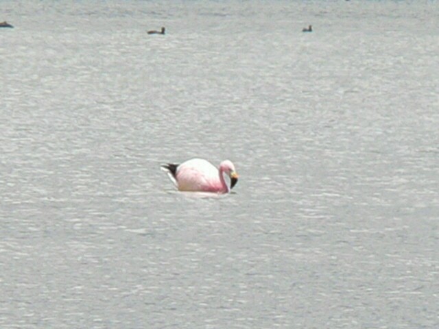 Andean Flamingo - Charley Hesse TROPICAL BIRDING