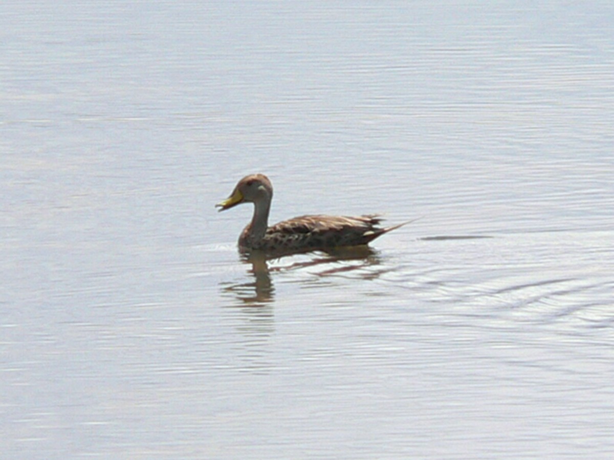 Yellow-billed Pintail - ML279096631