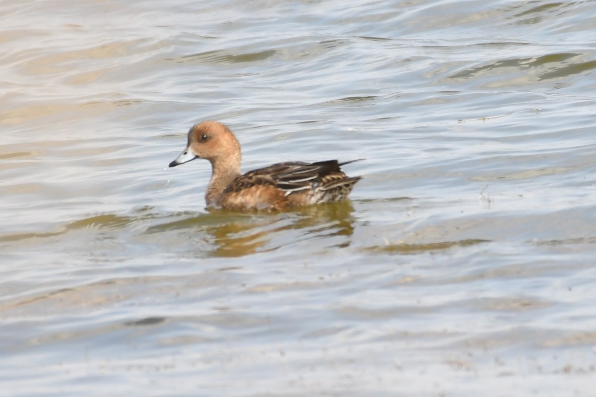 Eurasian Wigeon - ML279096891