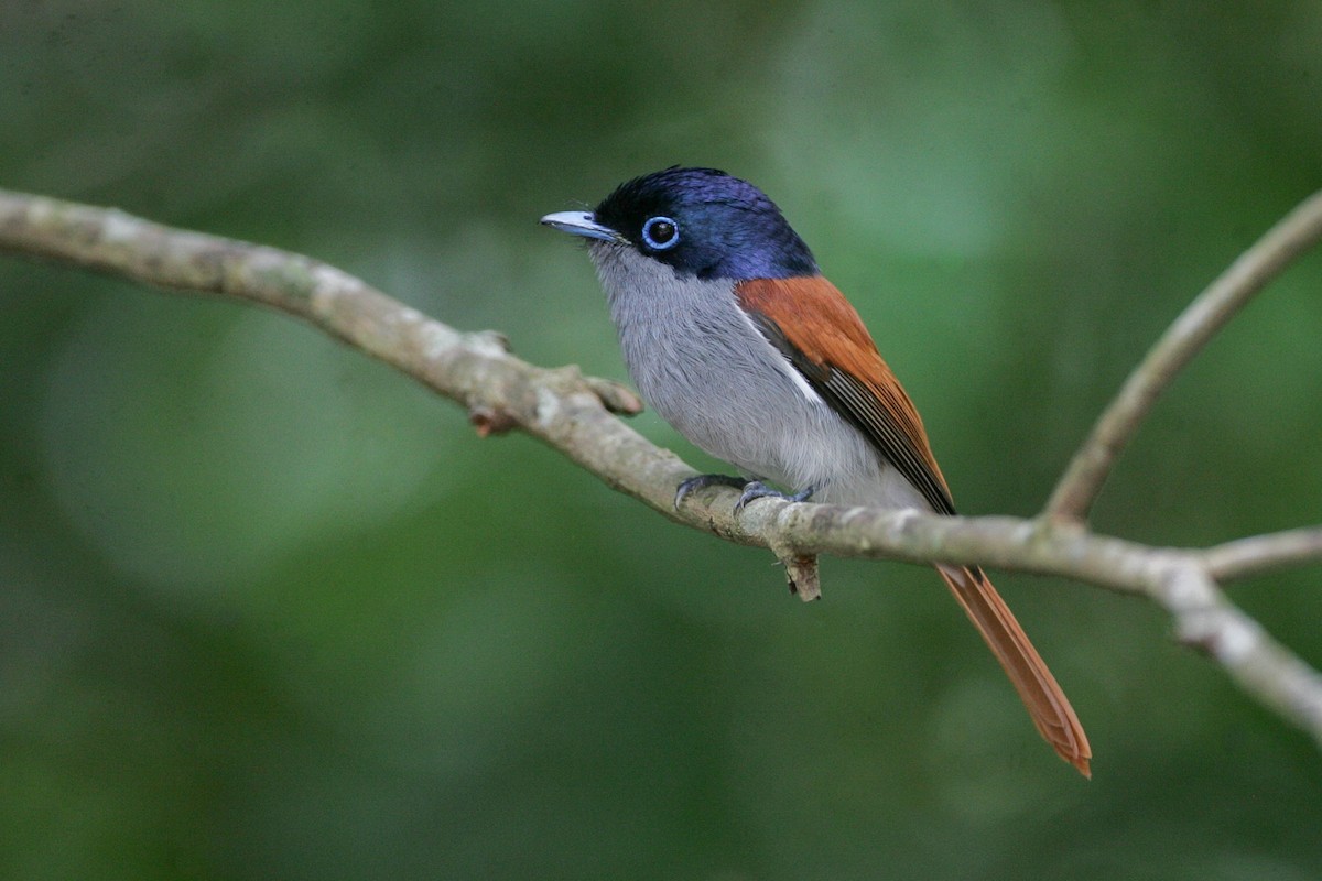 Mascarene Paradise-Flycatcher - ML279097401