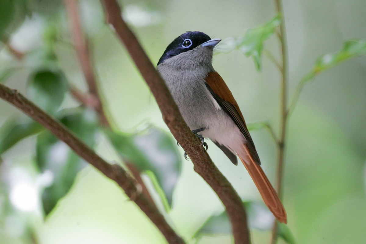 Mascarene Paradise-Flycatcher - ML279097411