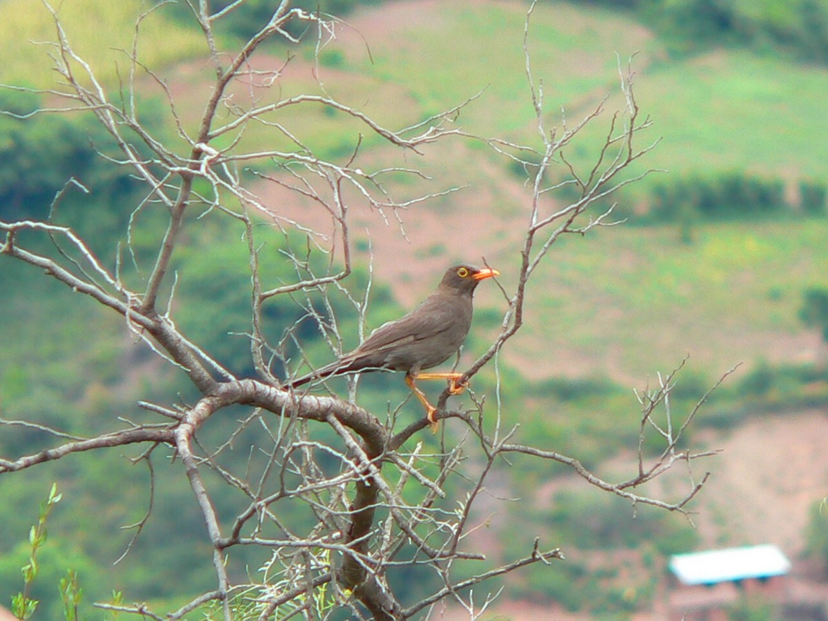 Chiguanco Thrush - ML279098491