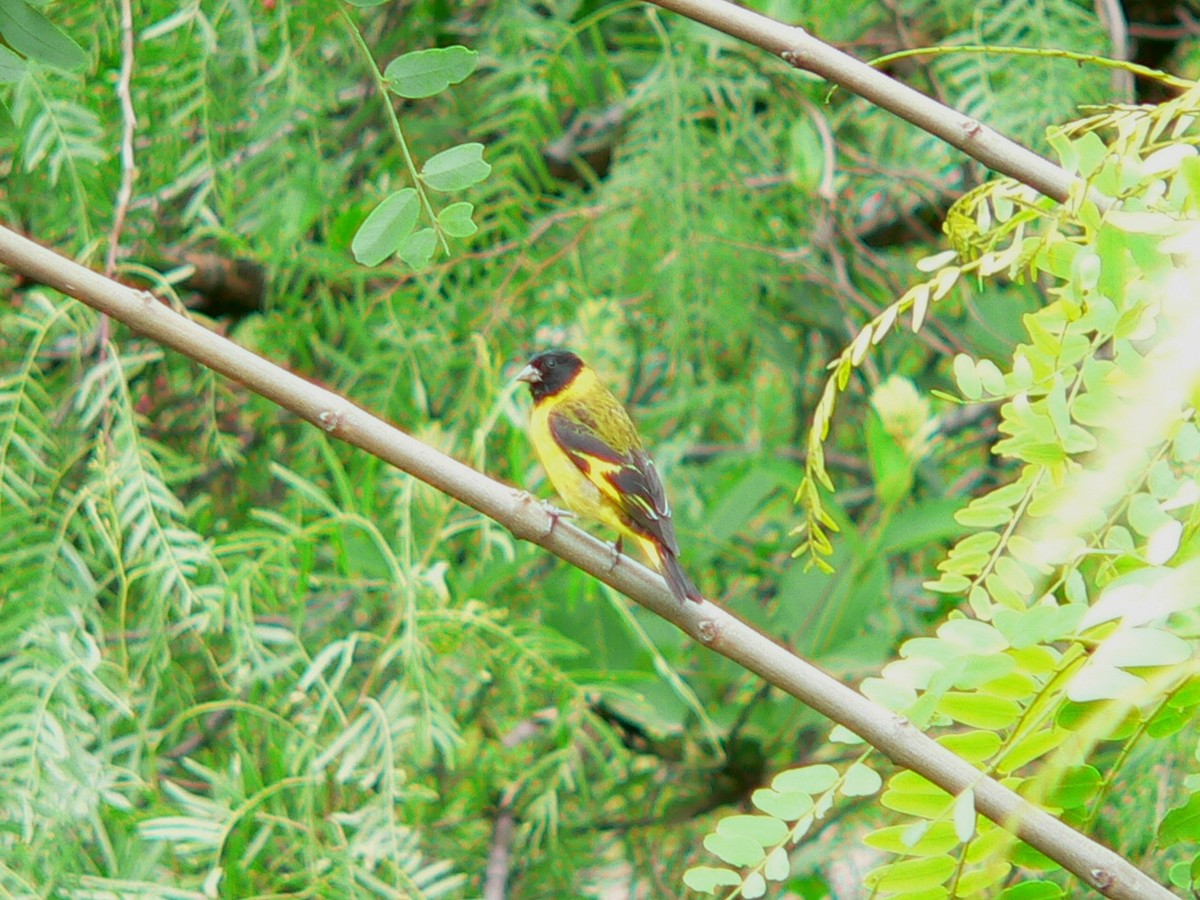 Hooded Siskin - ML279098751