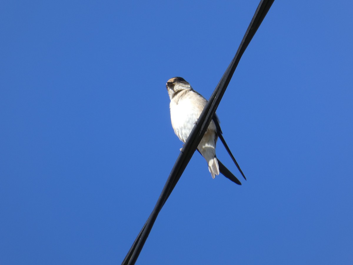 Golondrina Arborícola - ML279100711