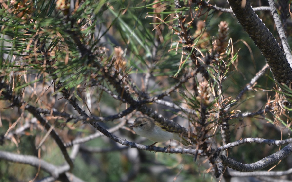 Western Bonelli's Warbler - ML27910111