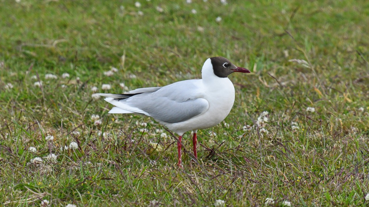 Brown-hooded Gull - ML279102461