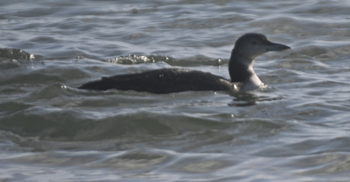 Plongeon huard - ML279103901