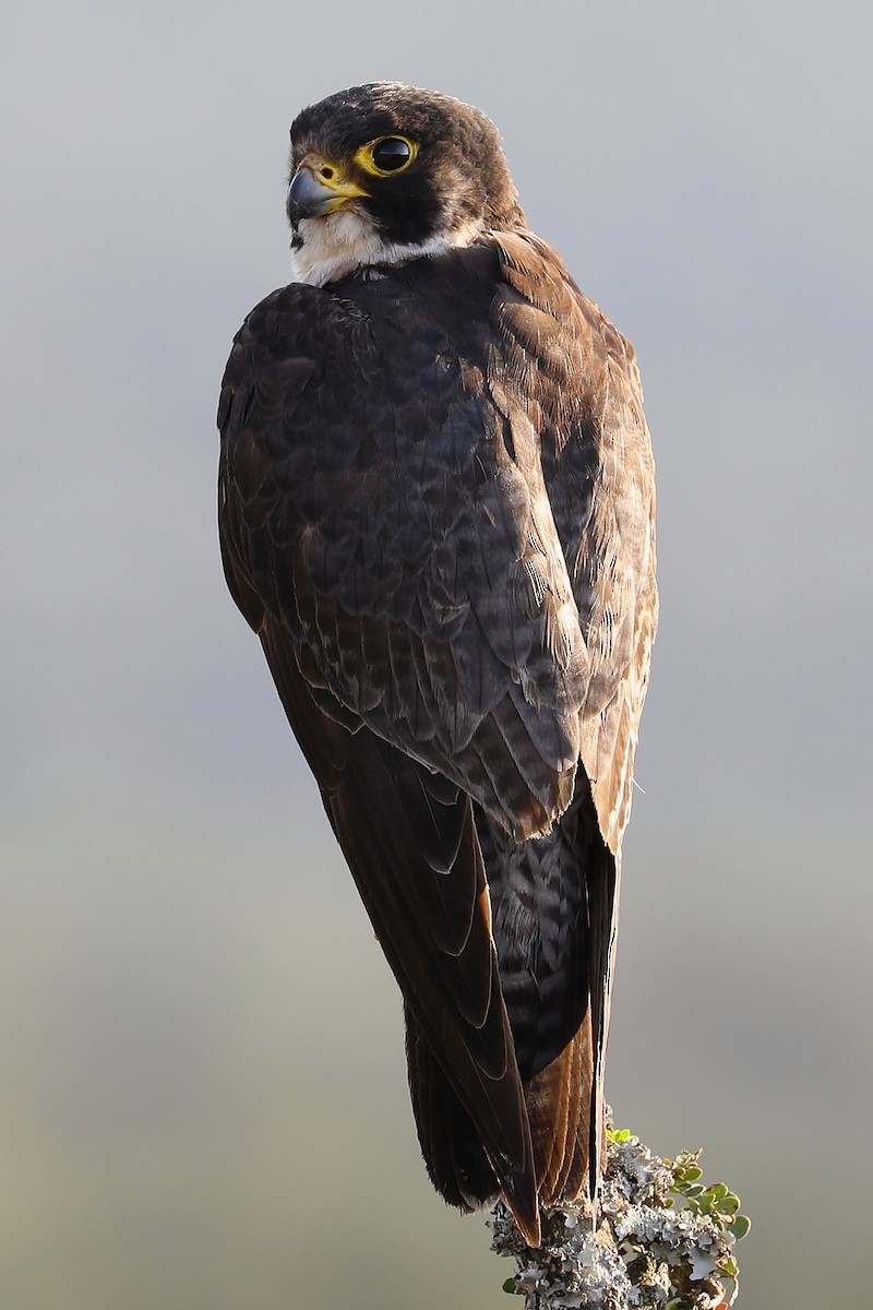 Peregrine Falcon (African) - Peter Kyne