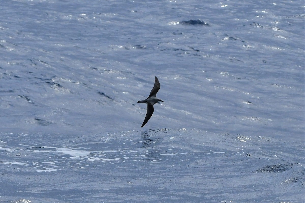 Cook's Petrel - ML279106201