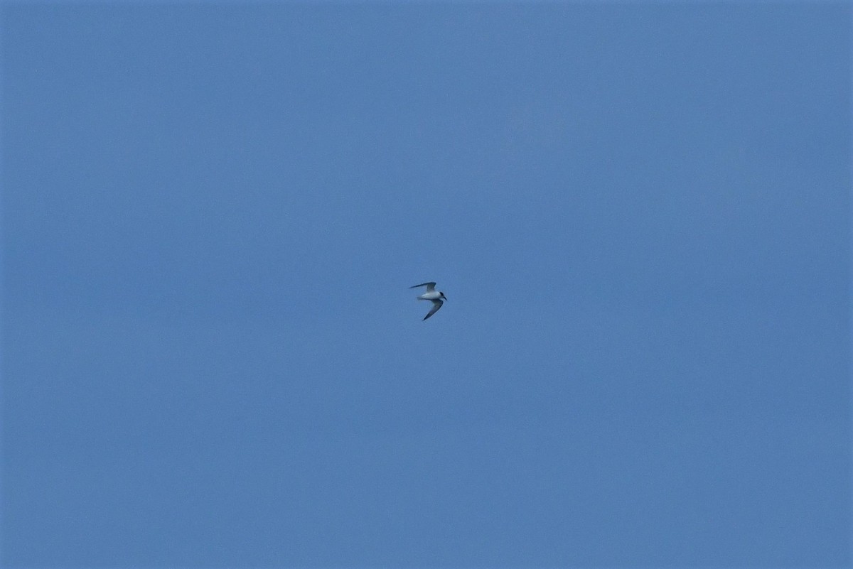 Common Tern (longipennis) - ML279106271