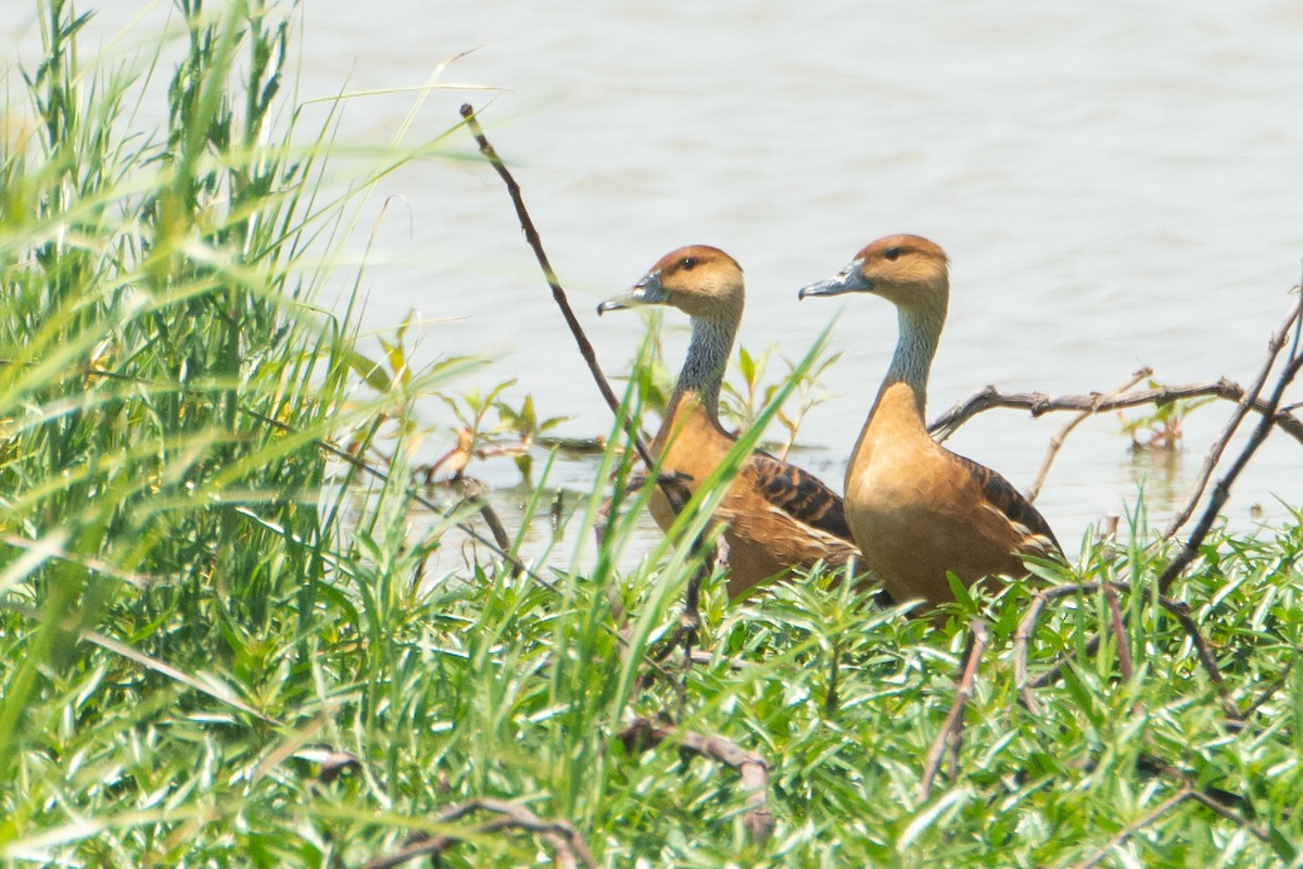 Fulvous Whistling-Duck - Daniel Engelbrecht - Birding Ecotours