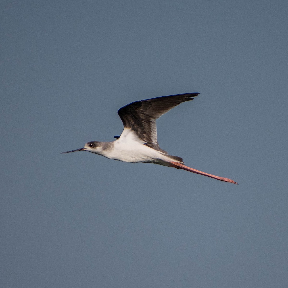 Black-winged Stilt - ML279106851