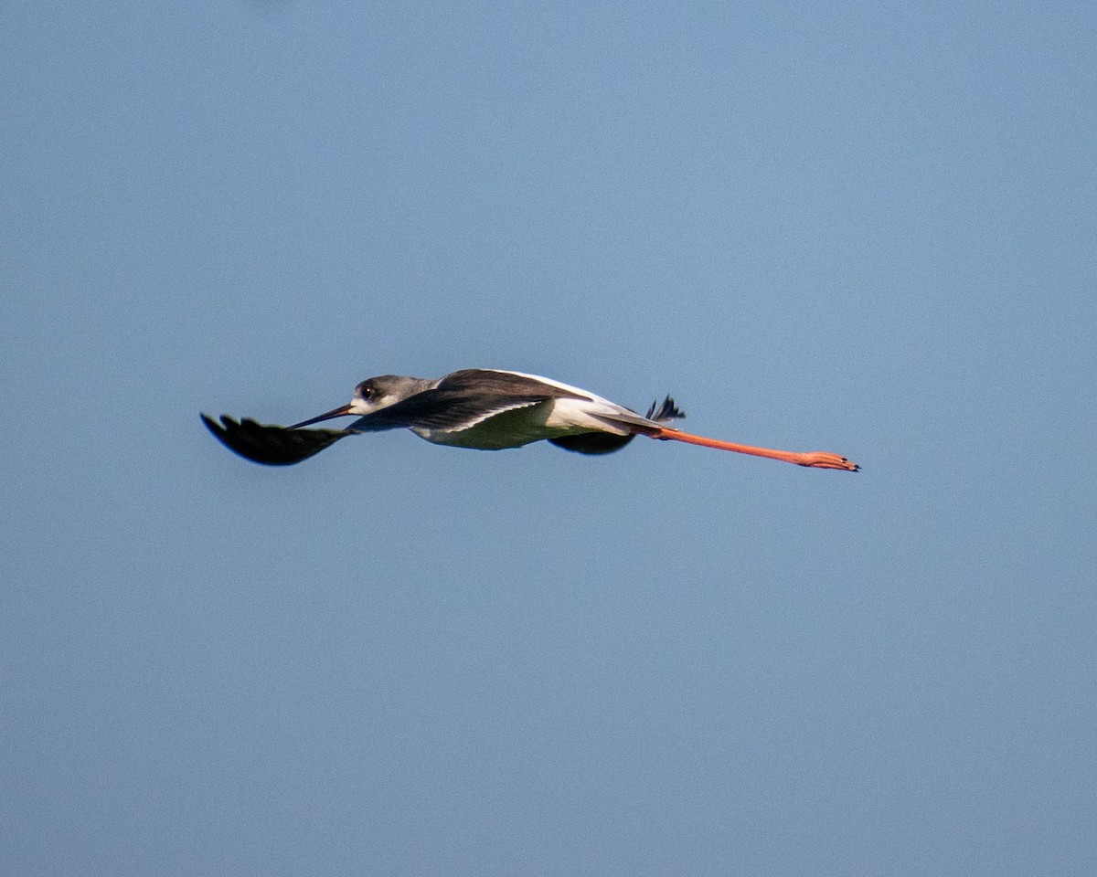 Black-winged Stilt - ML279106871