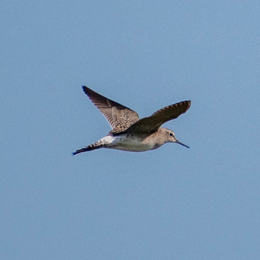 Common Sandpiper - Nikhil  Lakare