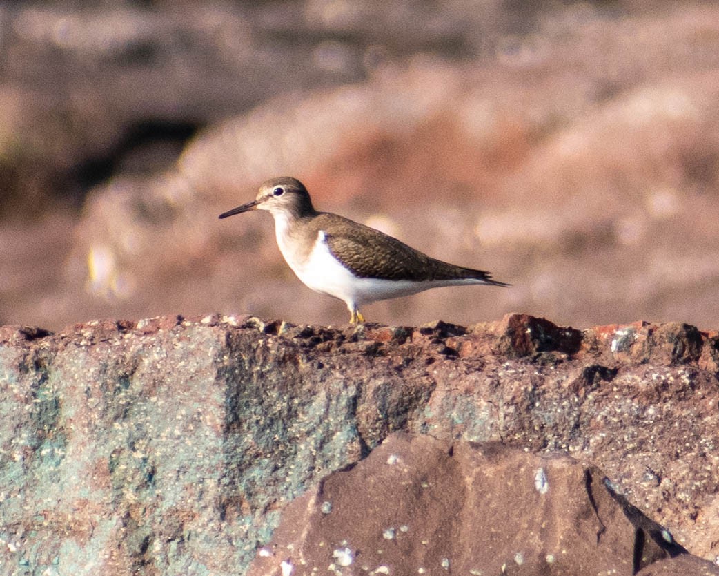 Common Sandpiper - ML279106951