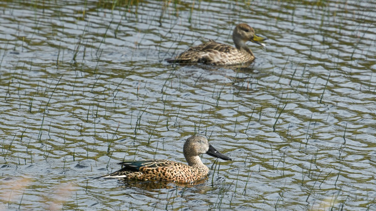 Red Shoveler - ML279107011